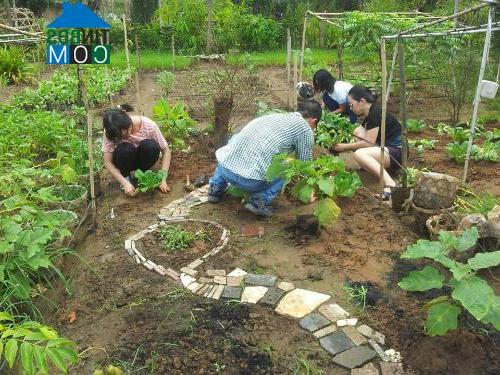 Mô hình cho thuê nông trại trồng rau củ để người Sài Gòn trải nghiệm đang rất thu hút