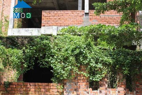 Nhiều ngôi nhà đã bị dây leo phủ kín. Ảnh: Mạnh Cường