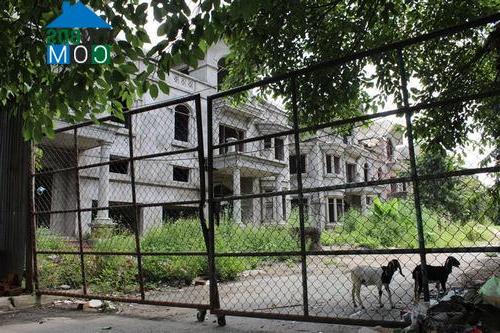 Tuy nhiên người dân vẫn tận dụng chăn thả gia súc. Ảnh: Mạnh Cường