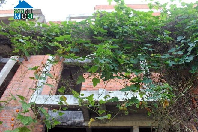 Ảnh Sài Gòn vẫn còn đó hàng trăm biệt thự bỏ hoang