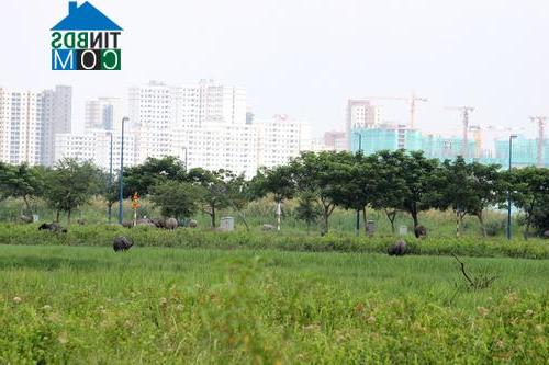 Ngay cạnh đó, một dự án đất nền bỏ haong trở thành bãi thả trâu bò. Ảnh: Mạnh Cường