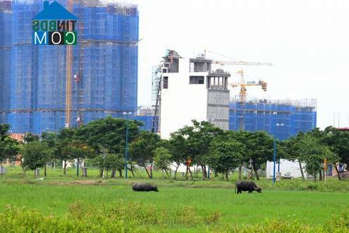 Ảnh Khu Đông Tp.HCM: Nhiều dự án bất động sản vẫn bỏ hoang