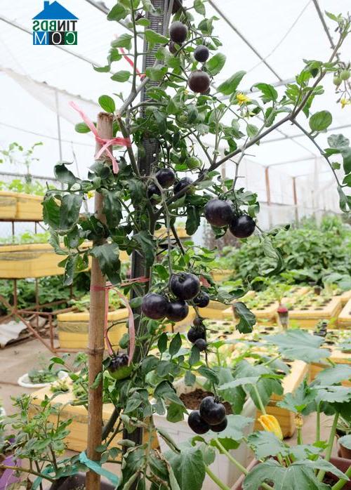 Cà chua đen là giống ngoại nhưng vẫn phát triển tốt và sai quả