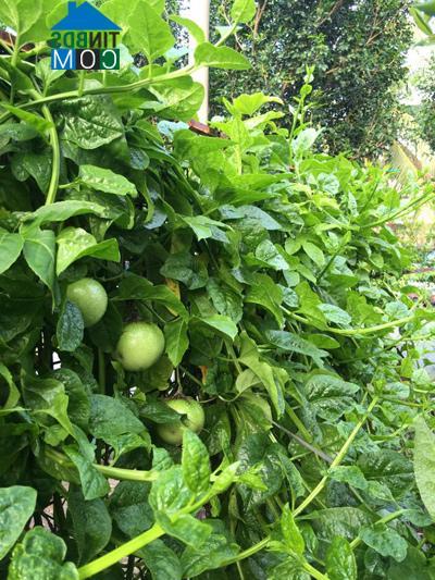 Ảnh Vườn đẹp đủ các loại rau quả của mẹ Việt ở Malaysia