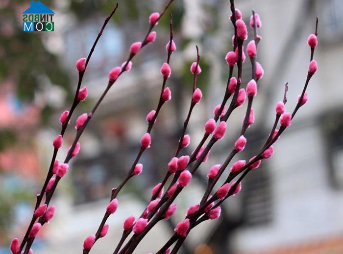 Ảnh Những loại hoa trang trí phòng khách ngày Tết đẹp và ý nghĩa