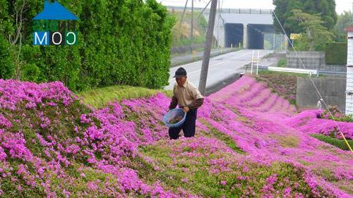 Ảnh Khu vườn tuyệt đẹp dành tặng người vợ mù của ông lão Nhật Bản