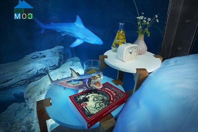 Ảnh Thót tim với phòng ngủ kính có đàn cá mập vây quanh