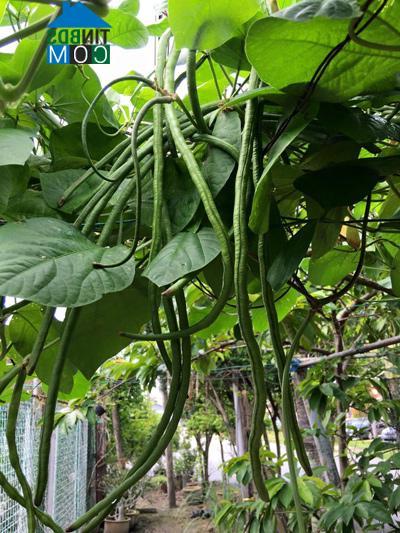 Ảnh Vườn đẹp đủ các loại rau quả của mẹ Việt ở Malaysia