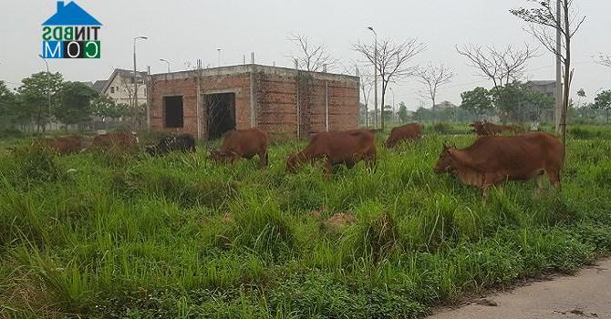 Ảnh Mê Linh: Dân nuôi bò thoải mái trong khu biệt thự hoang