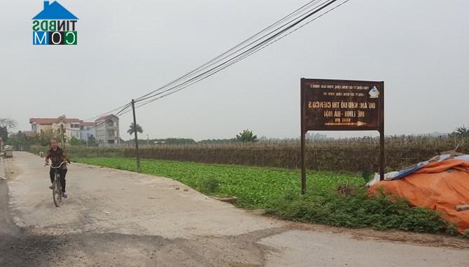 Ảnh Mê Linh: Dân nuôi bò thoải mái trong khu biệt thự hoang