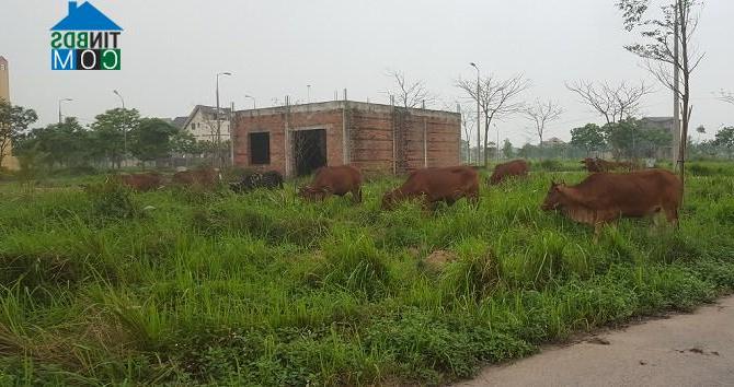 Ảnh Mê Linh: Dân nuôi bò thoải mái trong khu biệt thự hoang