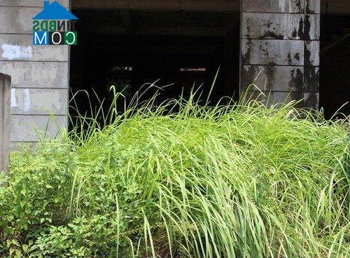 Lối ra vào bị che lấp do cỏ dại mọc um tùm