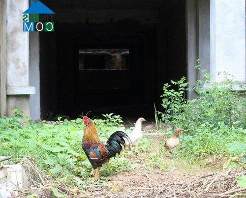 Một số hộ dân xung quanh tận dụng những ngôi nhà triệu đô để.. nuôi gà