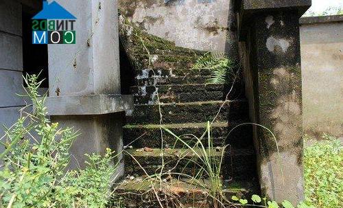 Rêu xanh, cỏ dại mọc um tùm