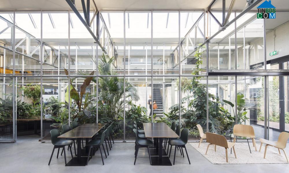 Ảnh Không gian văn phòng xanh mát như một khu vườn ở Hà Lan