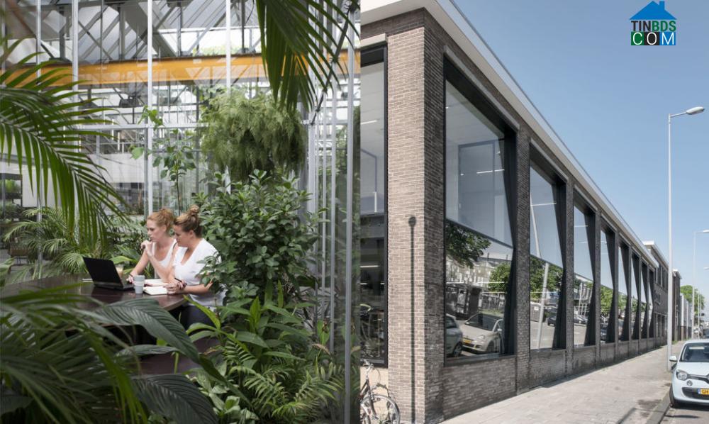 Ảnh Không gian văn phòng xanh mát như một khu vườn ở Hà Lan