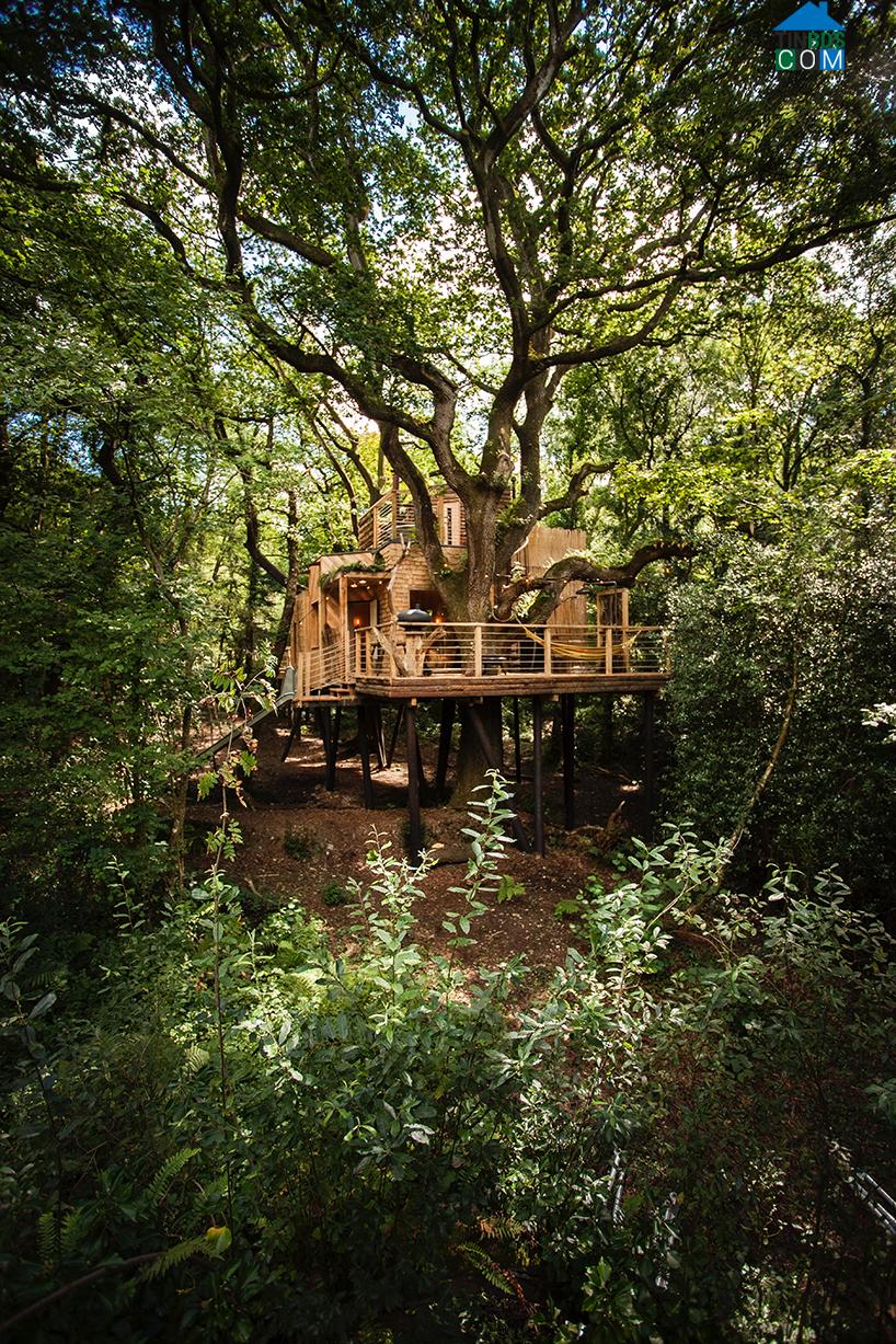 Ảnh Ngắm thiết kế thú vị của ngôi nhà gỗ trên cây