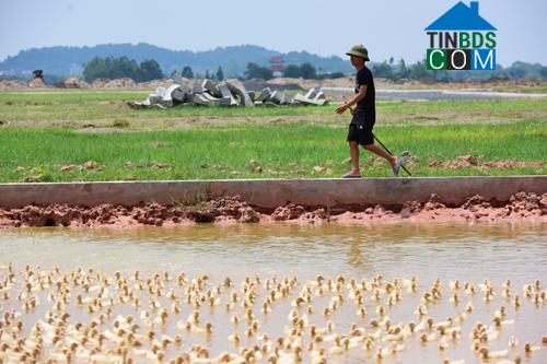  Một dự án chậm triển khai tại huyện Mê Linh trở thành nơi người dân chăn vịt. Ảnh: Giang Huy