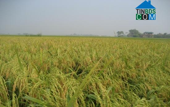Hơn 8.000ha đất nông nghiệp tại Nam Định sẽ được chuyển sang đất phi nông nghiệp