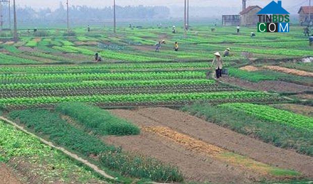 Ảnh Doanh nghiệp muốn nhận chuyển nhượng đất nông nghiệp cần điều kiện gì?