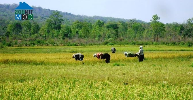 Ảnh Có được chuyển mục đích sử dụng đất trồng lúa sang đất thổ cư?