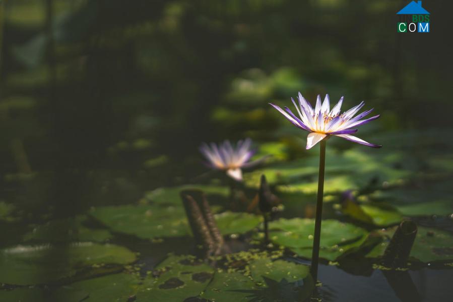 Ảnh Ghé thăm Sala Garden - Khu vườn an lạc của người đã khuất