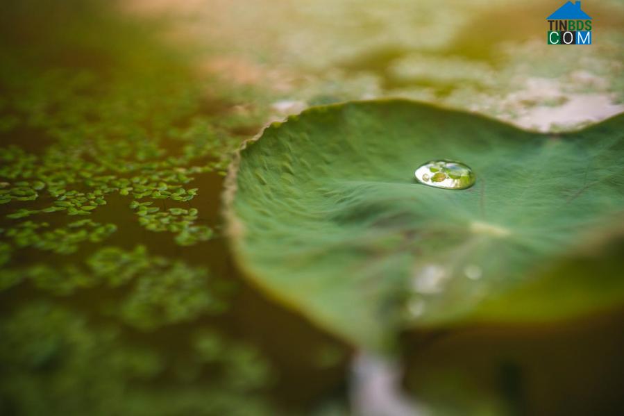 Ảnh Ghé thăm Sala Garden - Khu vườn an lạc của người đã khuất