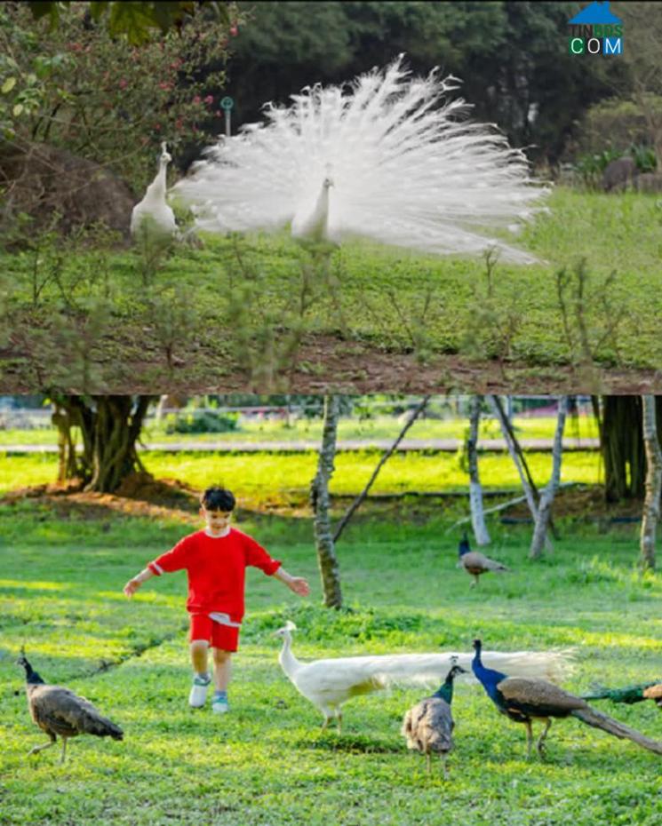 Ảnh Chim Công, Vịt Trời, Thiên Nga làm tổ trong khu đô thị Ecopark