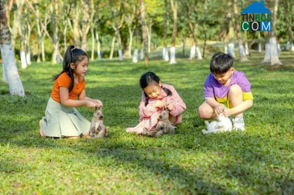 Ảnh Chim Công, Vịt Trời, Thiên Nga làm tổ trong khu đô thị Ecopark