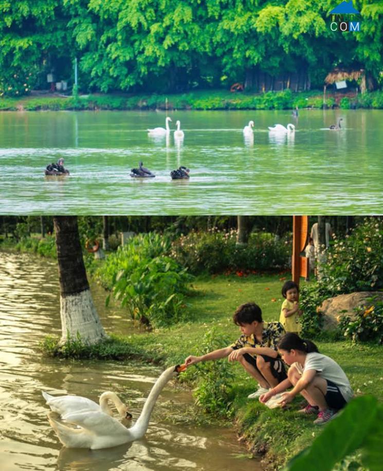 Ảnh Chim Công, Vịt Trời, Thiên Nga làm tổ trong khu đô thị Ecopark
