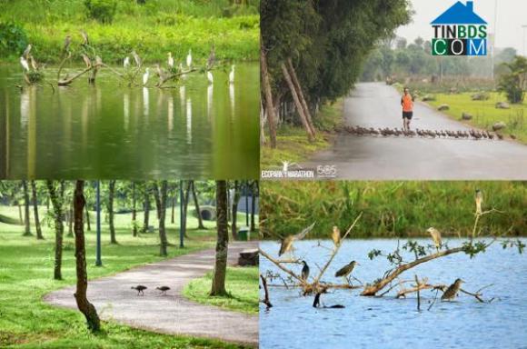 Ảnh Chim Công, Vịt Trời, Thiên Nga làm tổ trong khu đô thị Ecopark
