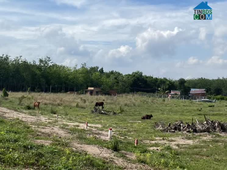 Ảnh Giá Nhà Đất Bình Chánh Giảm Mạnh Ở Các Giao Dịch Thực