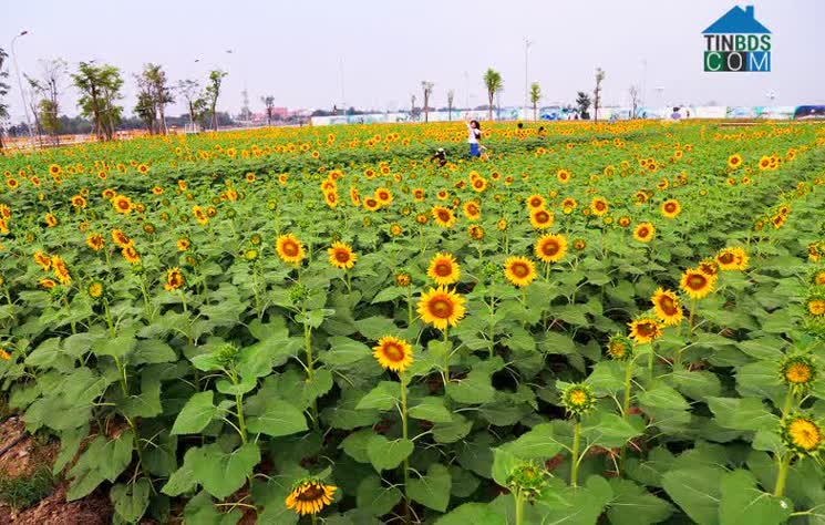 Ảnh Vườn Hoa Hướng Dương : Điểm Sống Ảo Cực Chất Giữa Lòng Sài Gòn Mở Cửa Từ 24/12