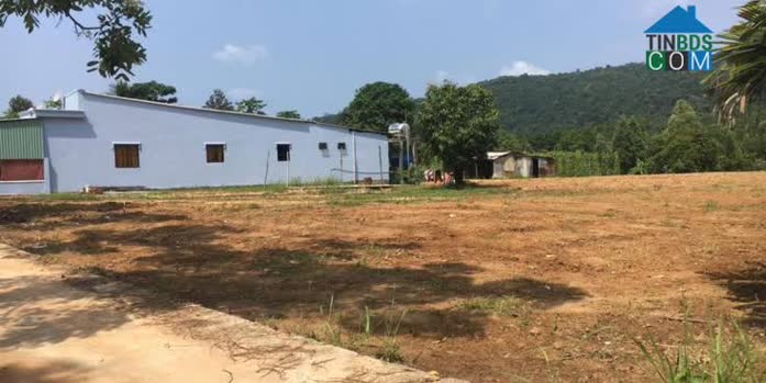 Bên cạnh người mua thực, lượng nhà đầu tư cũng đang trở lại với thị trường đất nền giá rẻ