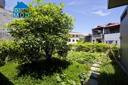 Ảnh Lợp xanh mái nhà với 600.000 đồng một m2