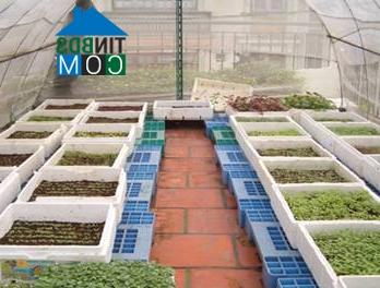 Ảnh Xử lý mái - chống nóng cho nhà thành công 50%
