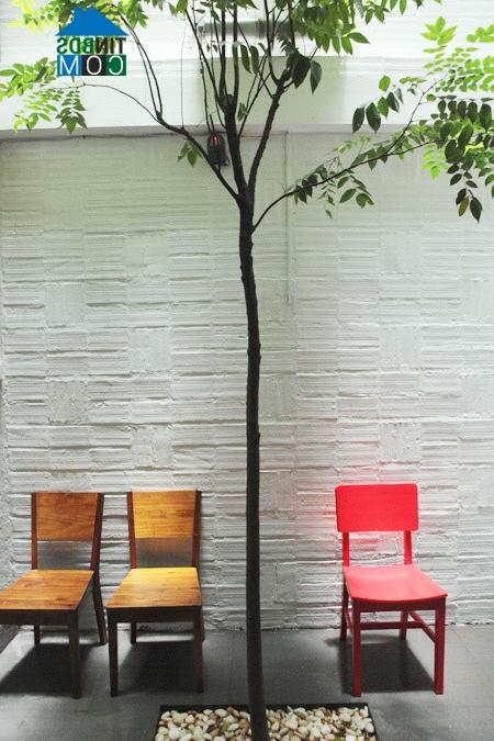 Ảnh Thiết kế nhà ống 40m2 chan hòa với thiên nhiên