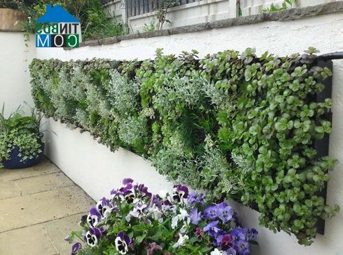 Ảnh Làm đẹp “góc sân” bằng tường xanh
