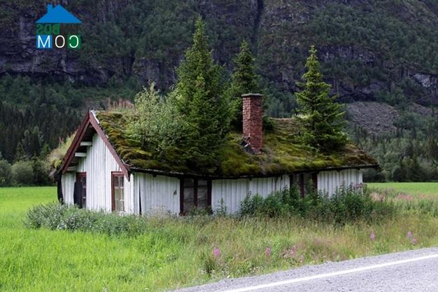 Ảnh Những ngôi nhà mái cỏ ở Na Uy