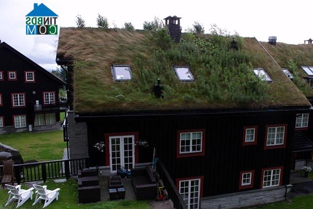 Ảnh Những ngôi nhà mái cỏ ở Na Uy