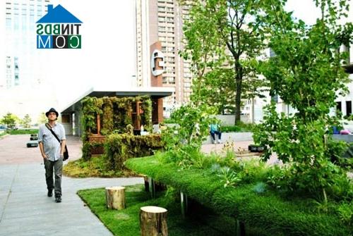 Ảnh Cây xanh xâm lấn cả văn phòng