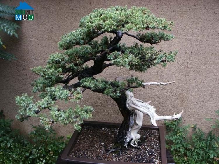 Ảnh Trang trí vườn đẹp theo phong cách Nhật Bản với cây bonsai