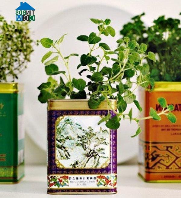 Ảnh Tự tay tạo khu vườn Vintage từ những hộp thiếc cũ
