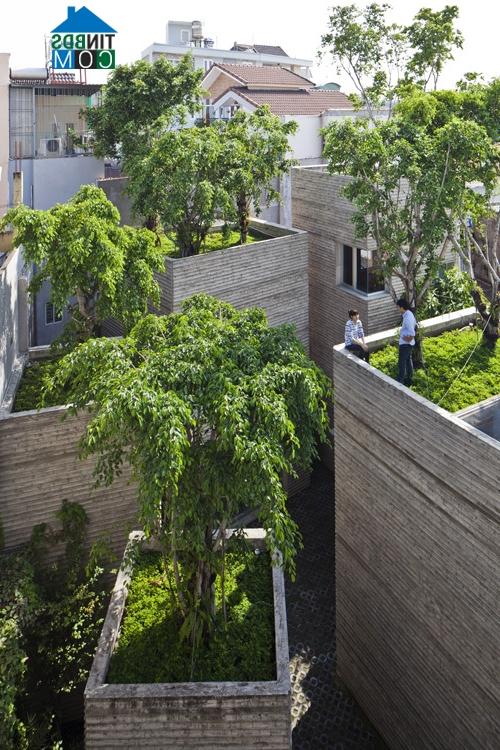 Ảnh "House for trees" - Ngôi nhà cho cây xanh giữa Sài Gòn