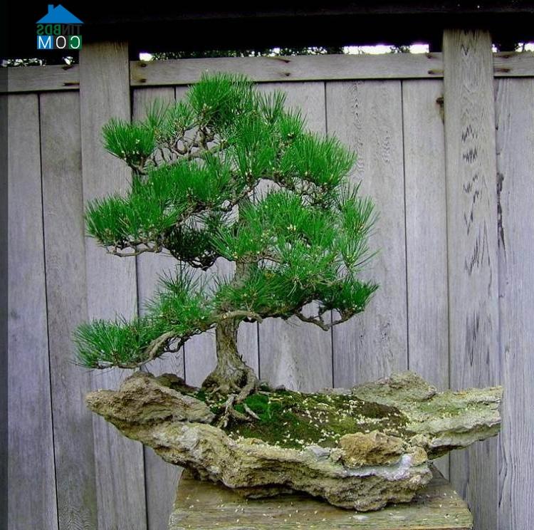 Ảnh Trang trí vườn đẹp theo phong cách Nhật Bản với cây bonsai