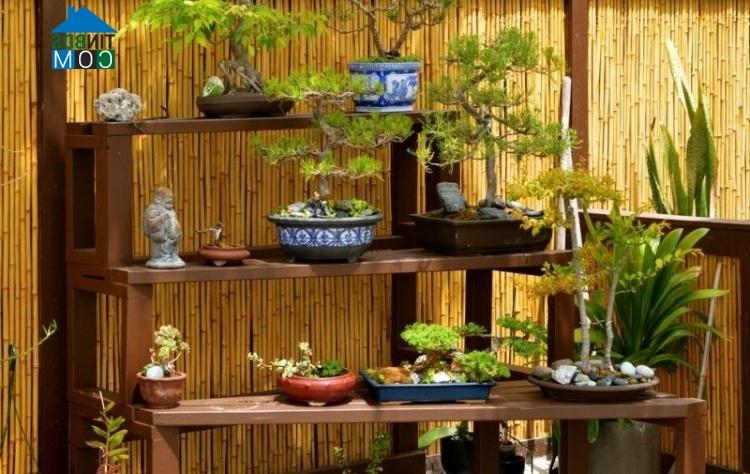 Ảnh Trang trí vườn đẹp theo phong cách Nhật Bản với cây bonsai