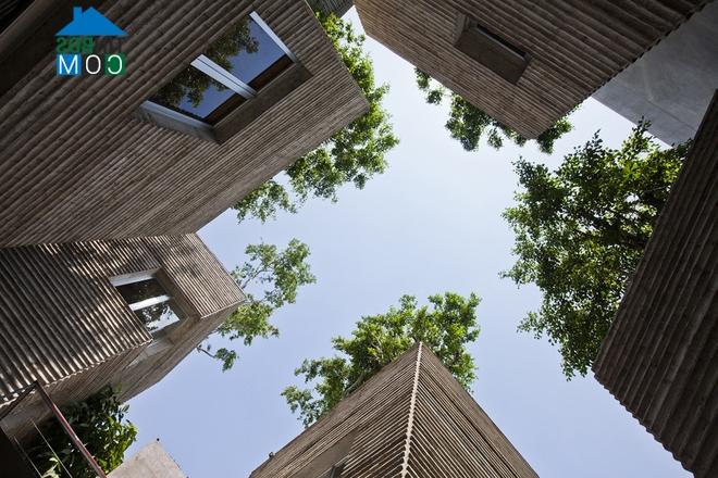 Ảnh "House for trees" - Ngôi nhà cho cây xanh giữa Sài Gòn