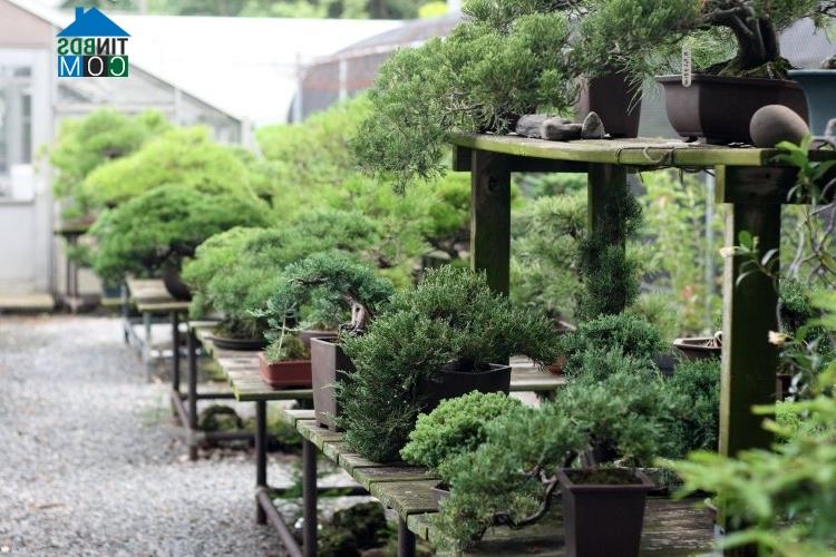 Với rất nhiều chậu cây bonsai, khu vườn xanh mát, tươi tốt