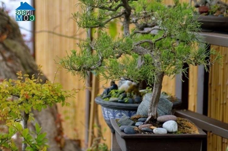 Ảnh Trang trí vườn đẹp theo phong cách Nhật Bản với cây bonsai