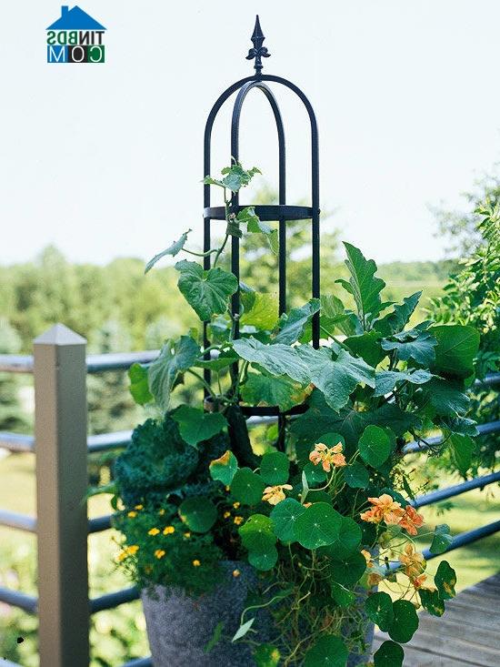 Có thể tạo giàn để các loại thân leo có chỗ phát triển